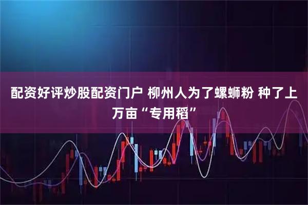 配资好评炒股配资门户 柳州人为了螺蛳粉 种了上万亩“专用稻”